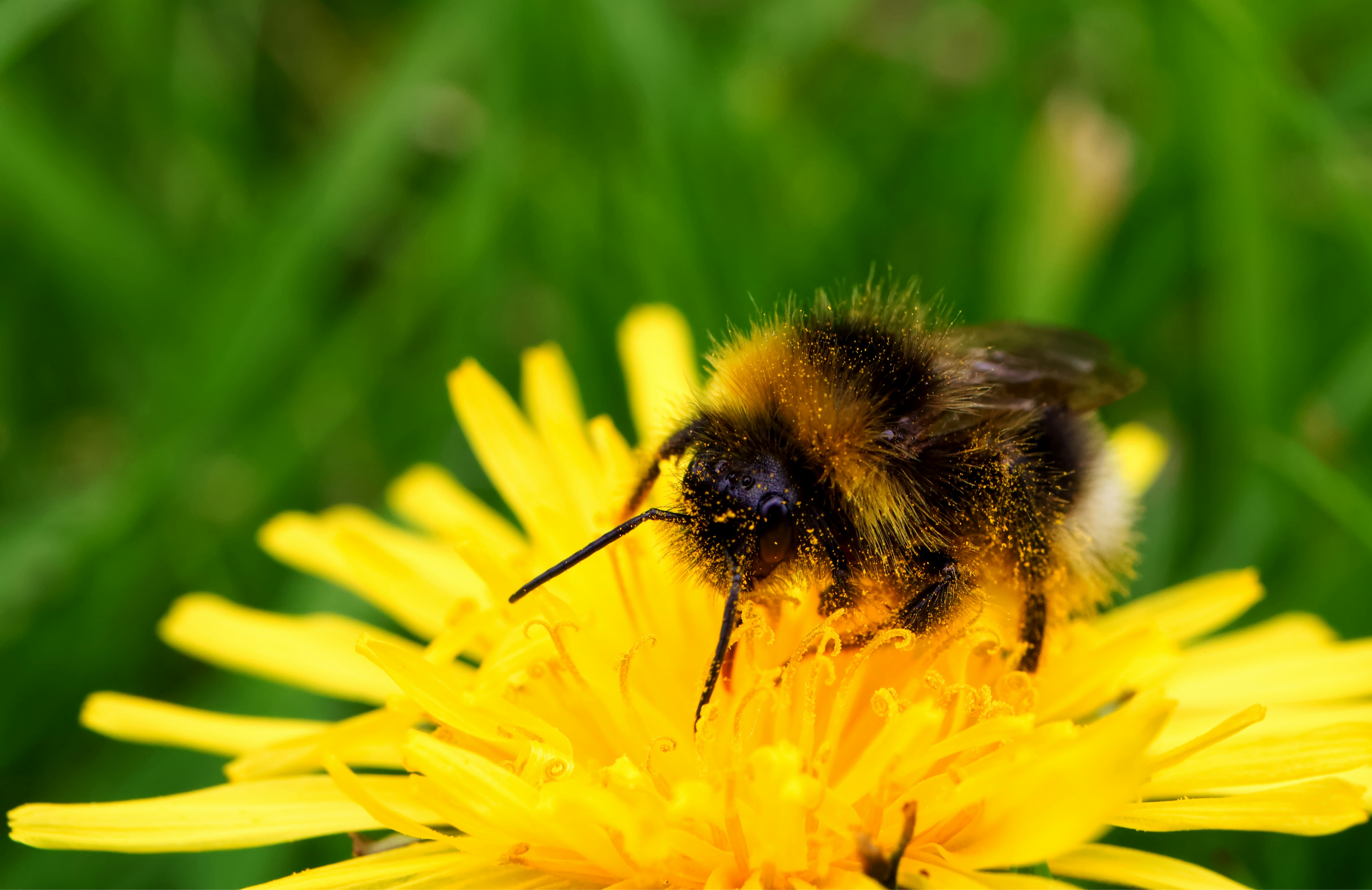 A bumblebee covered in pollen feeding on a bright yellow dandelion