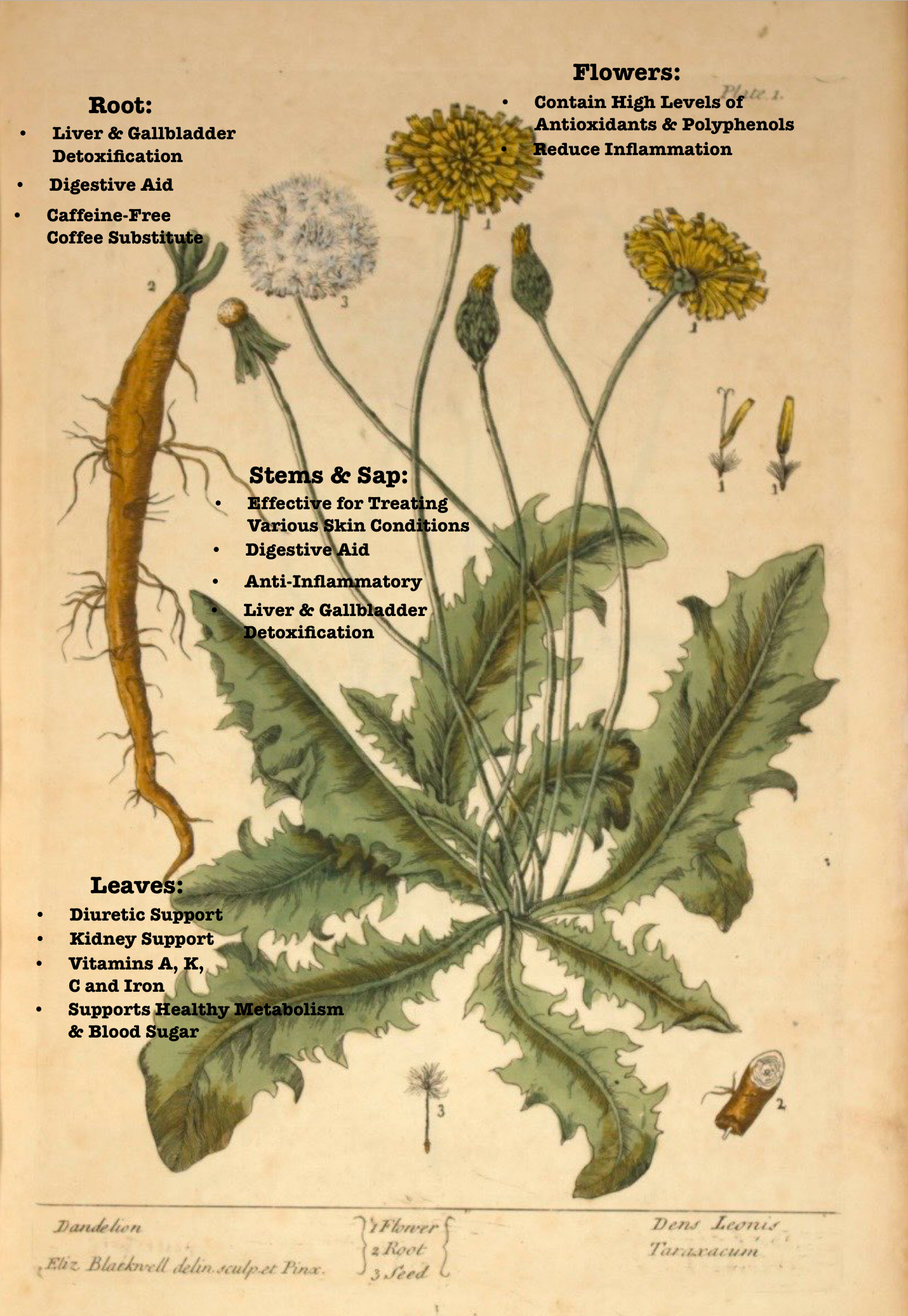 Botanical illustration of a dandelion showing health benefits of each part: roots aid liver detoxification, stems treat skin conditions, leaves provide kidney support and vitamins, flowers contain antioxidants