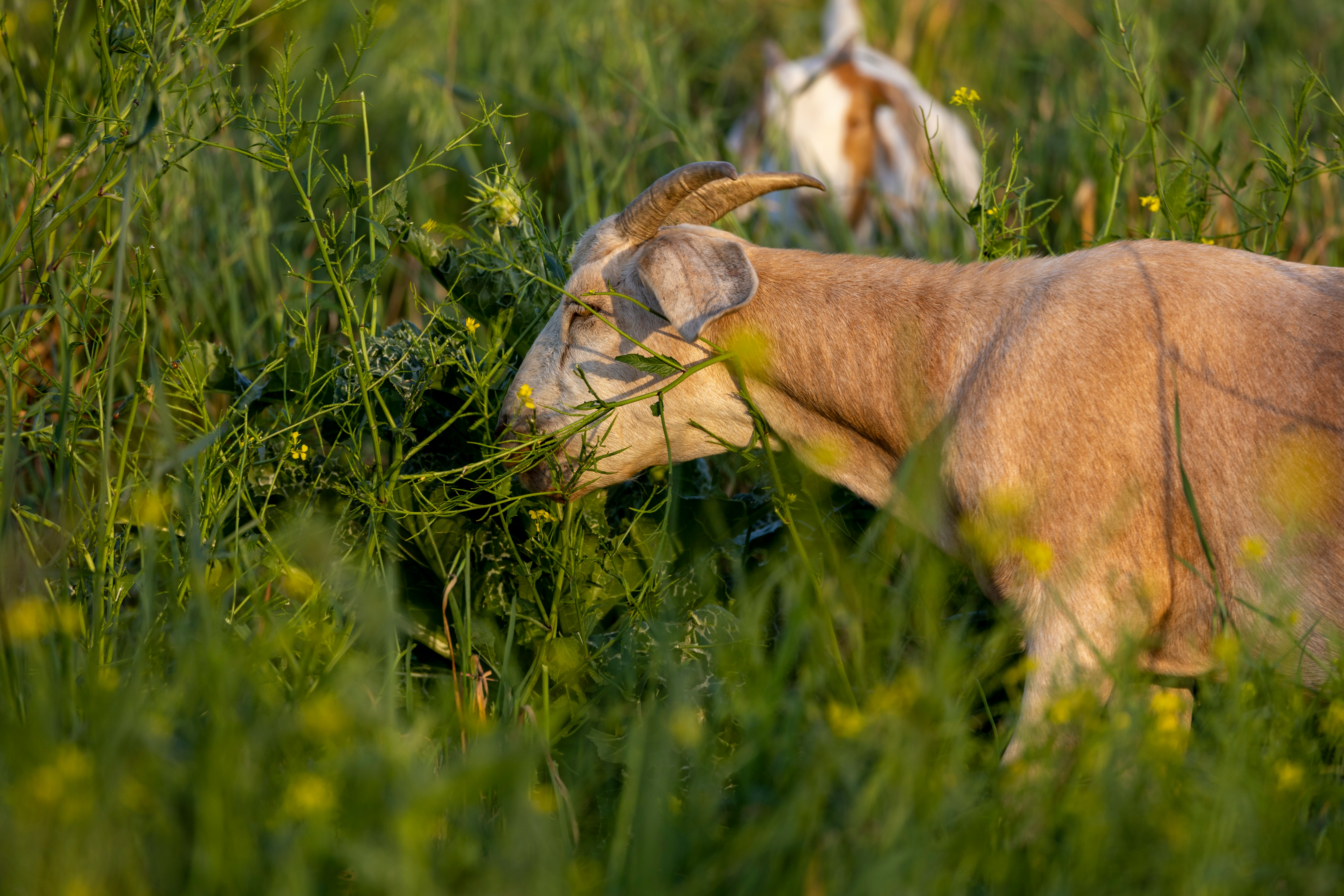 A goat grazing in a green field