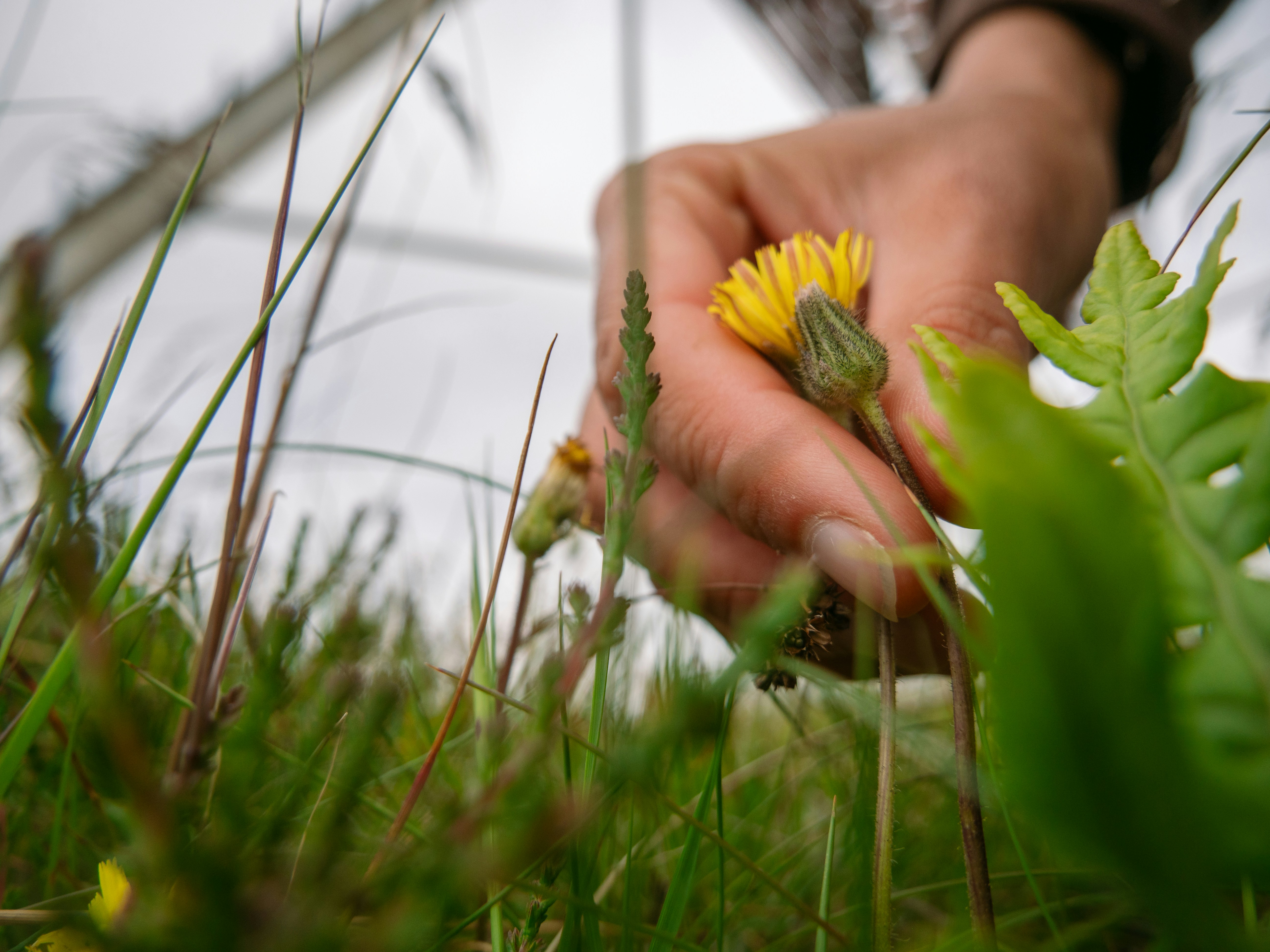 A hand gently holding a dandelion flower close to the ground